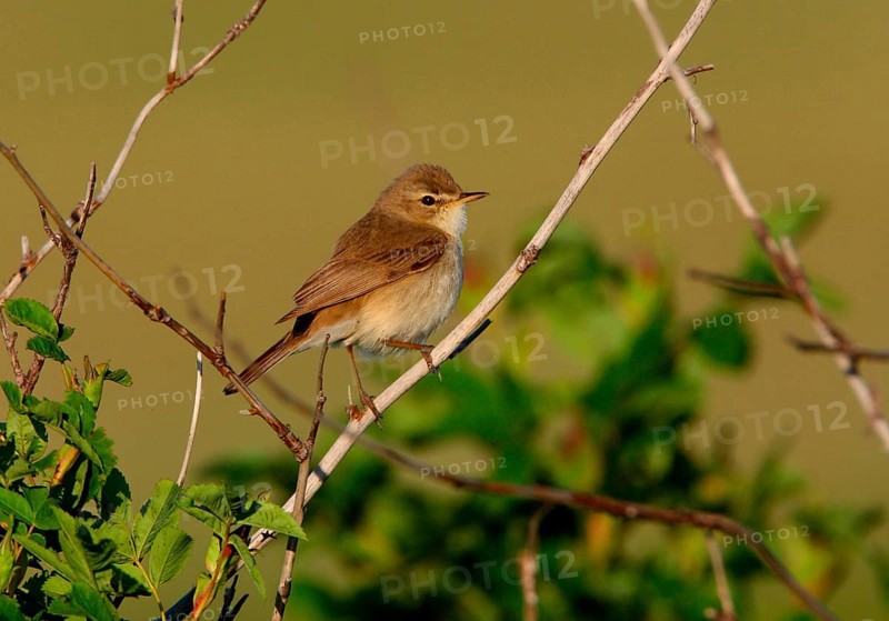 Bush Warbler