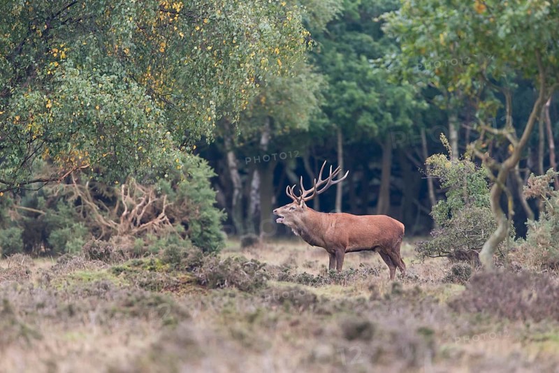 Red Deer