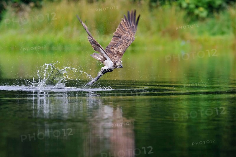 Western osprey