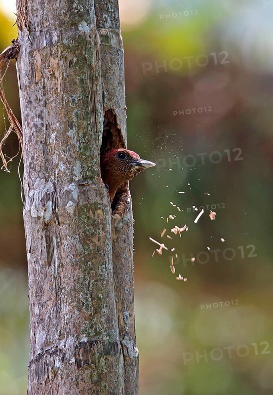 Banded Woodpecker