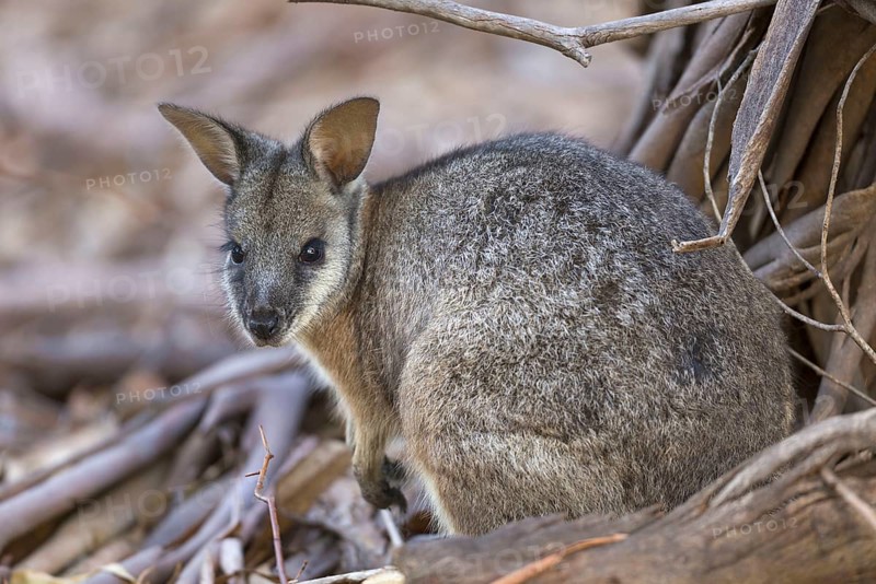 Tammar wallaby