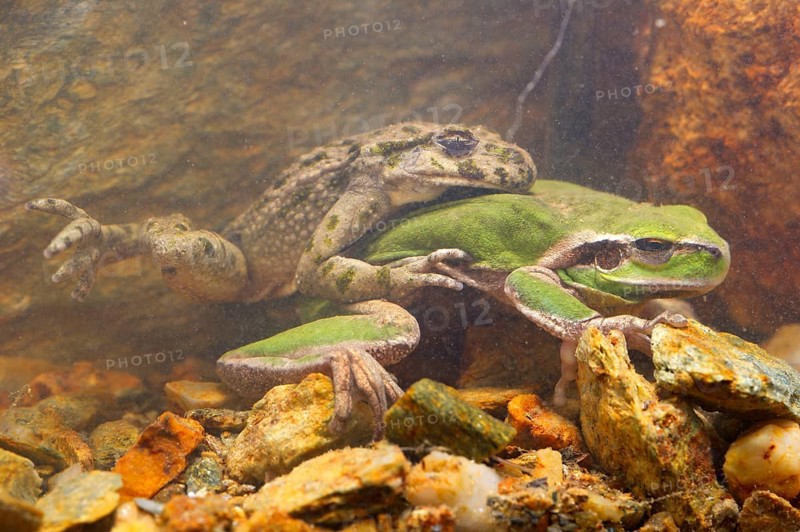 Common Parsley Frog