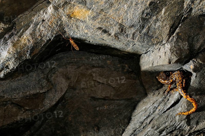 Strinati's Cave Salamander