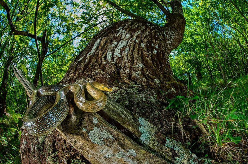 Aesculapian Snake