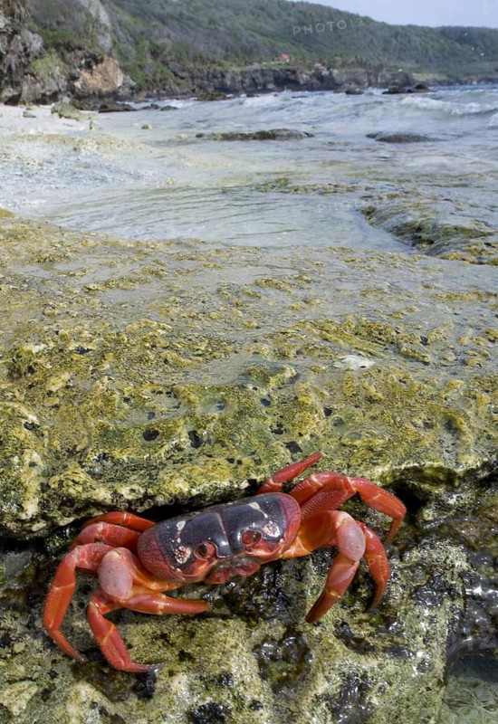 Christmas island red crab