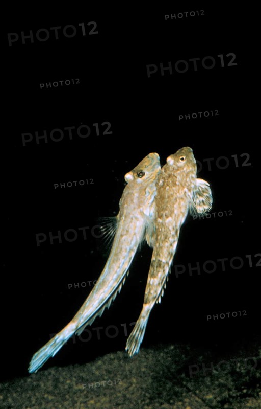 Common dragonet