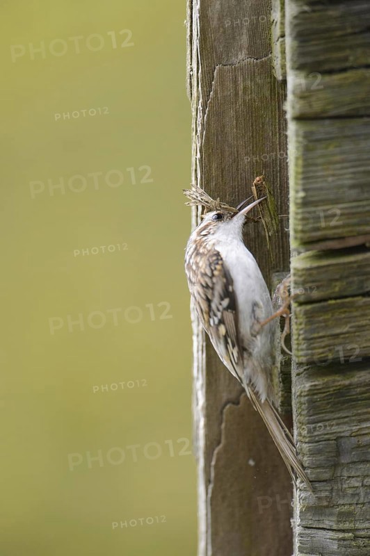 Eurasian treecreeper