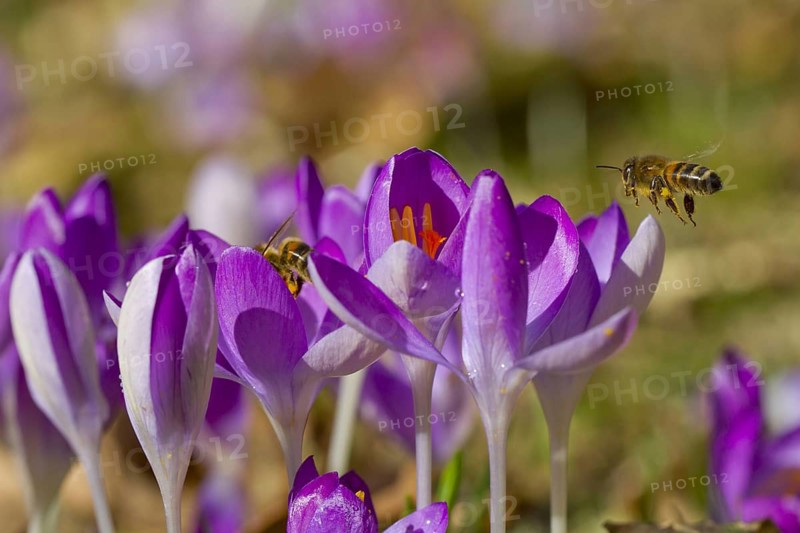 Western Honey Bee