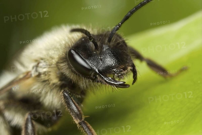 Mining Bee