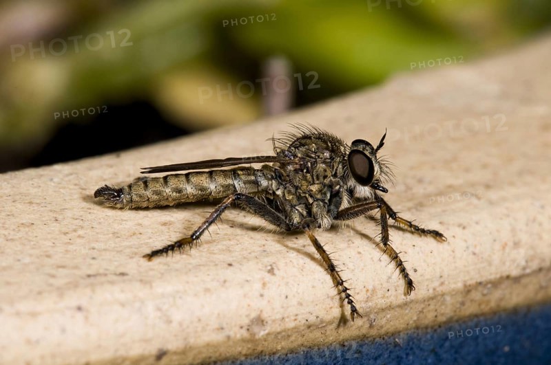 Robberfly