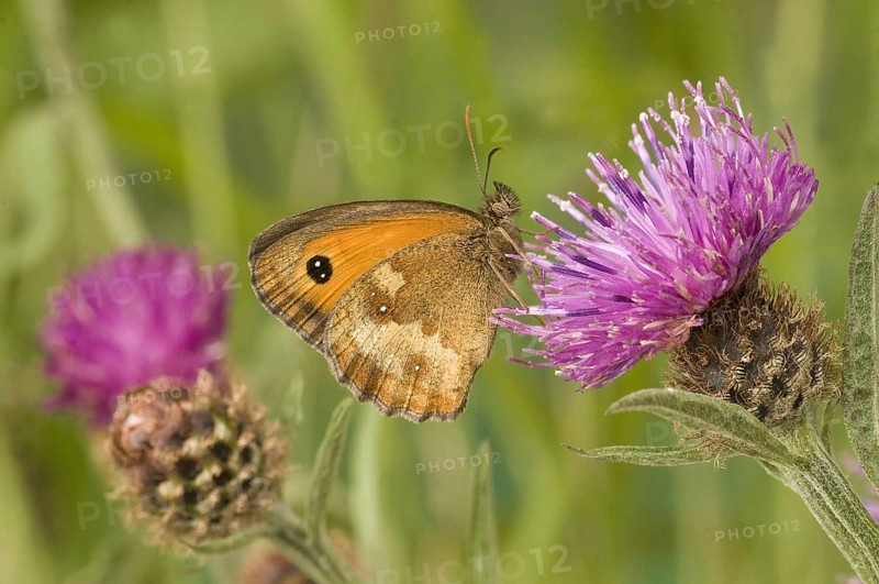 Maniola tithonus
