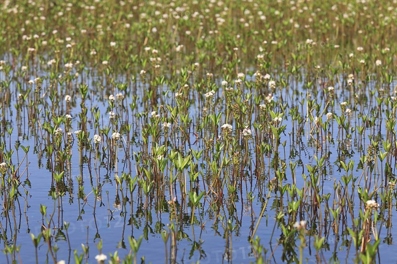 Bogbean