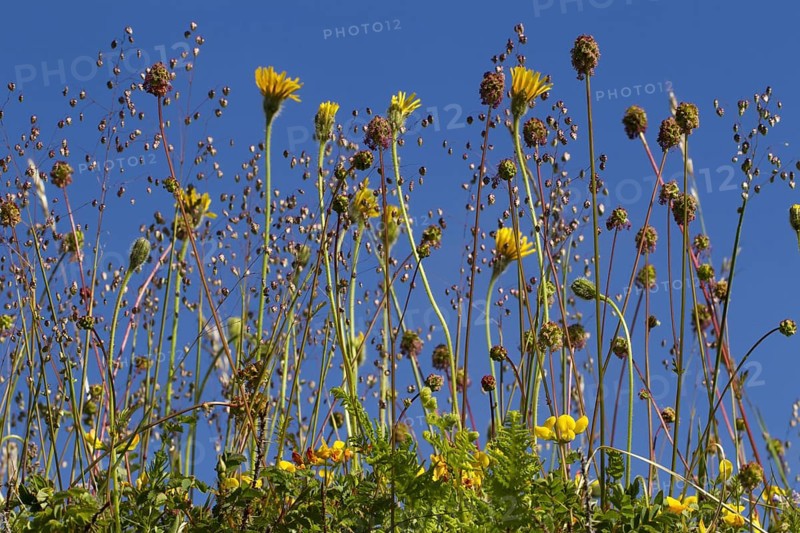 Common quaking-grass