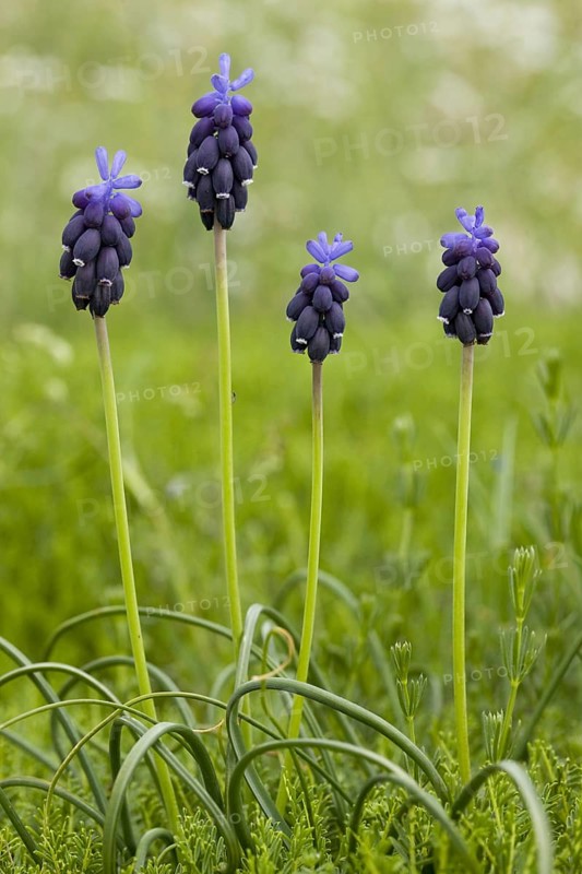 Botryoides