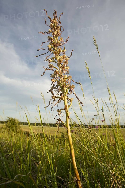Lizard Orchid