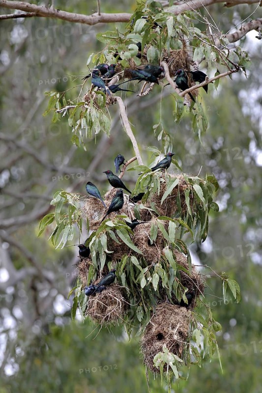 Adult metallic starling
