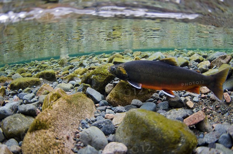 Arctic char