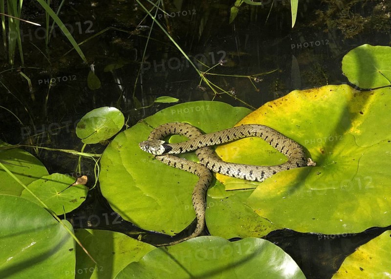 Grass snake