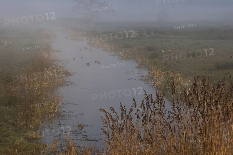 Mist shrouded freshwater dyke with Eurasian Wigeon