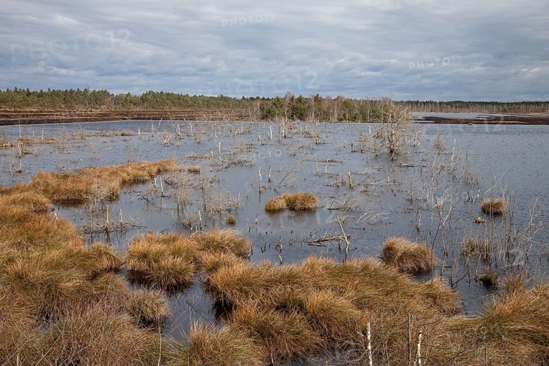 Moorland