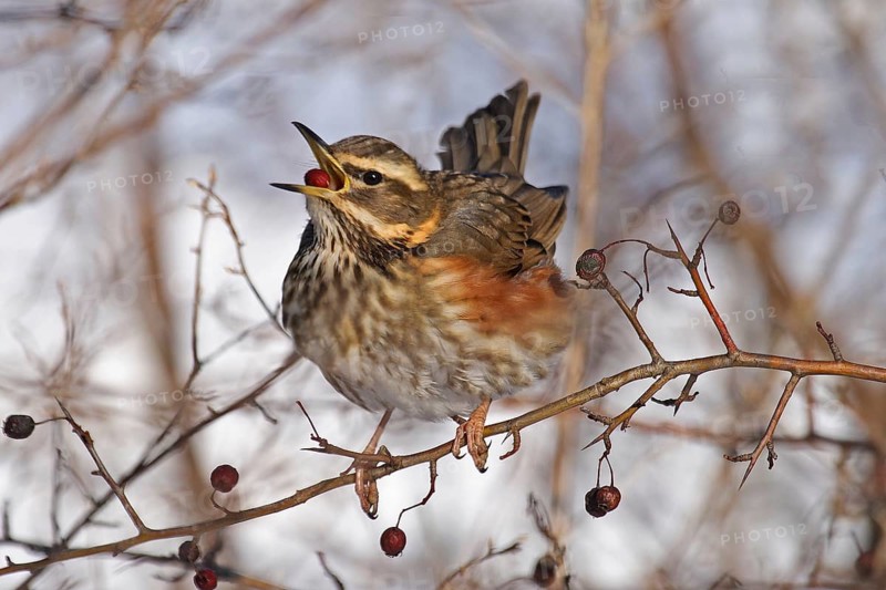Redwing