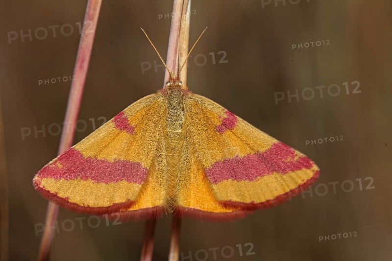 Sorrel purple moth