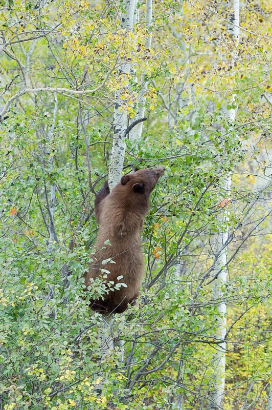 American Black Bear