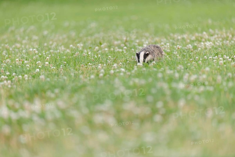 Eurasian Badger