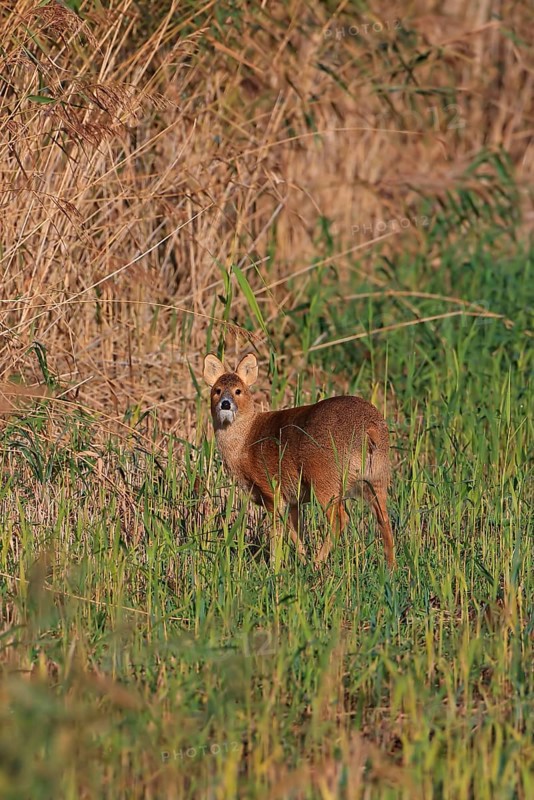 Chinese water deer