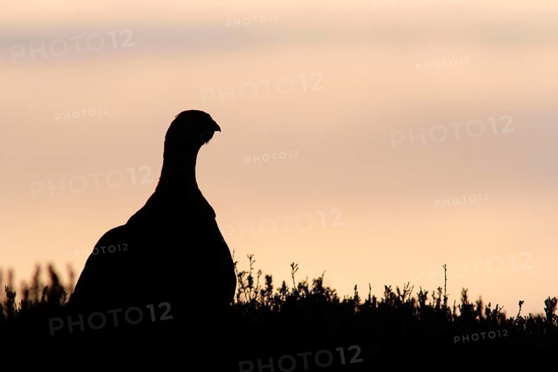 Red Grouse