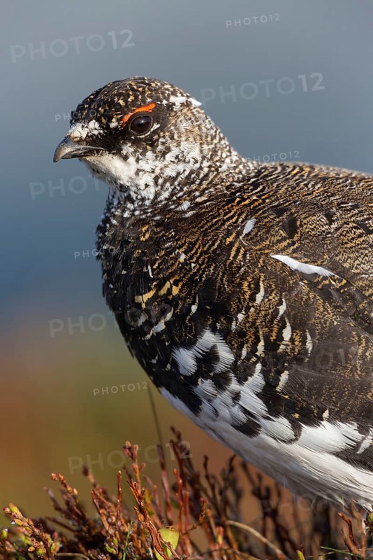 Rock ptarmigan