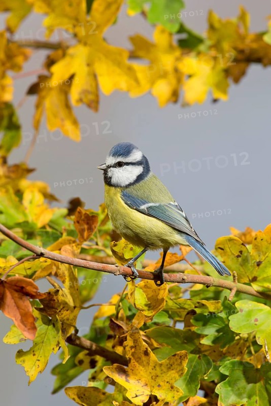 Blue Tit