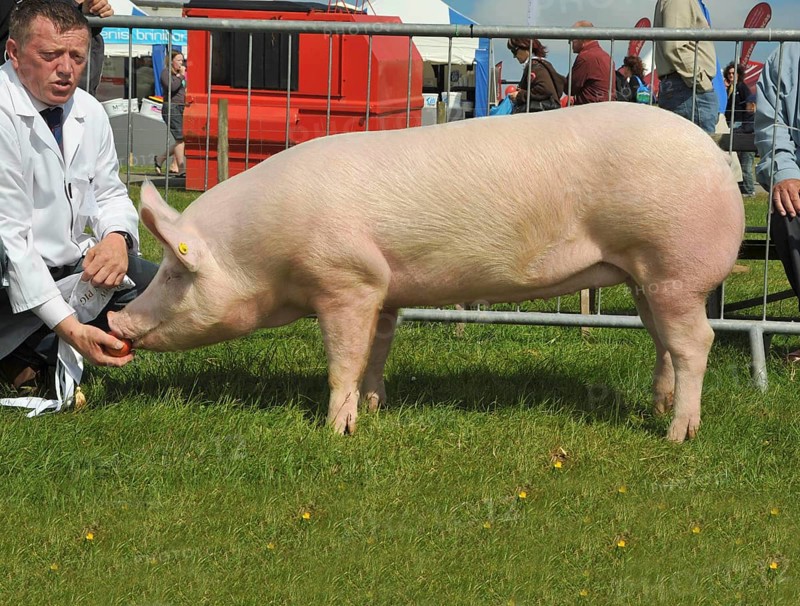 Domestic pig