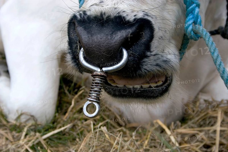 Domestic cattle