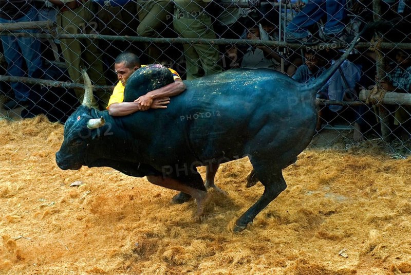 Domestic cattle
