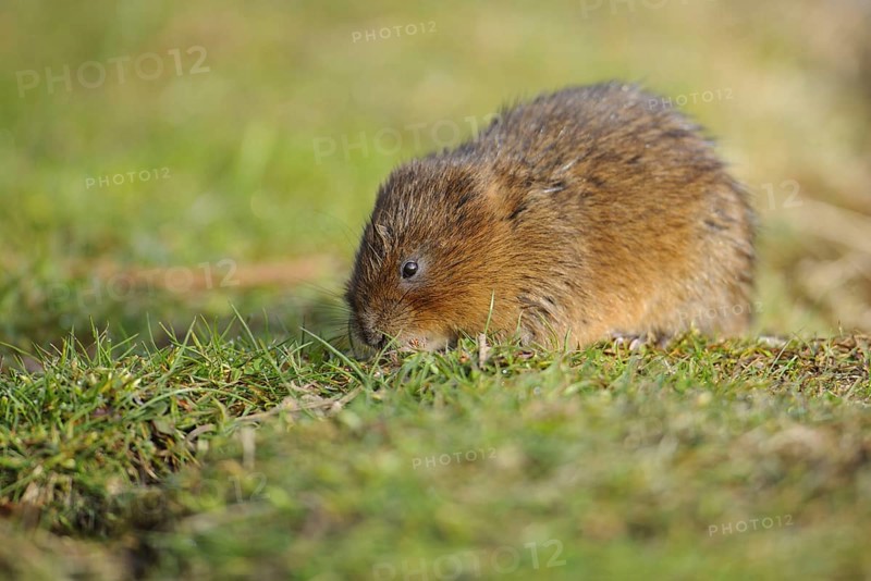 Eastern vole