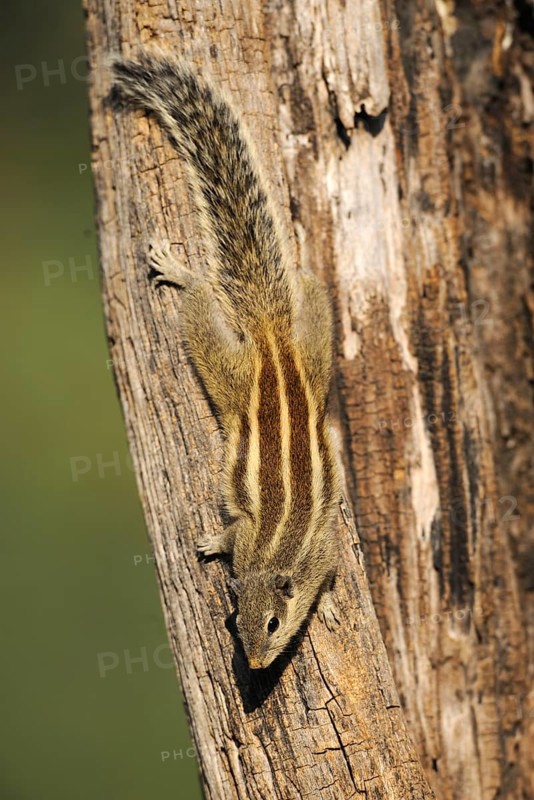Indian Palm Squirrel