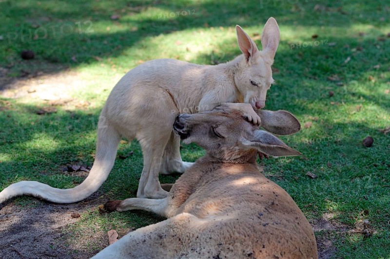 Red kangaroo