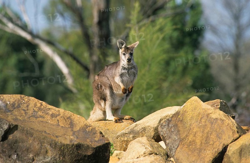 Common wallaroos