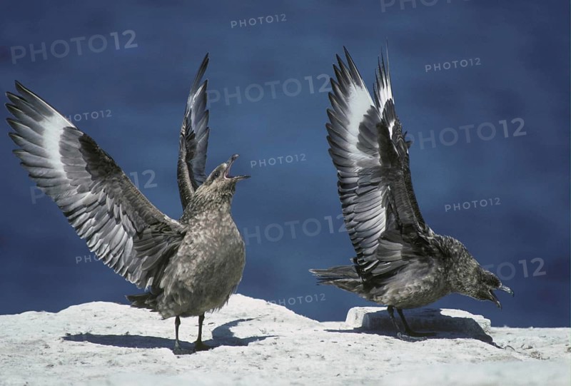 Stercorarius antarctica