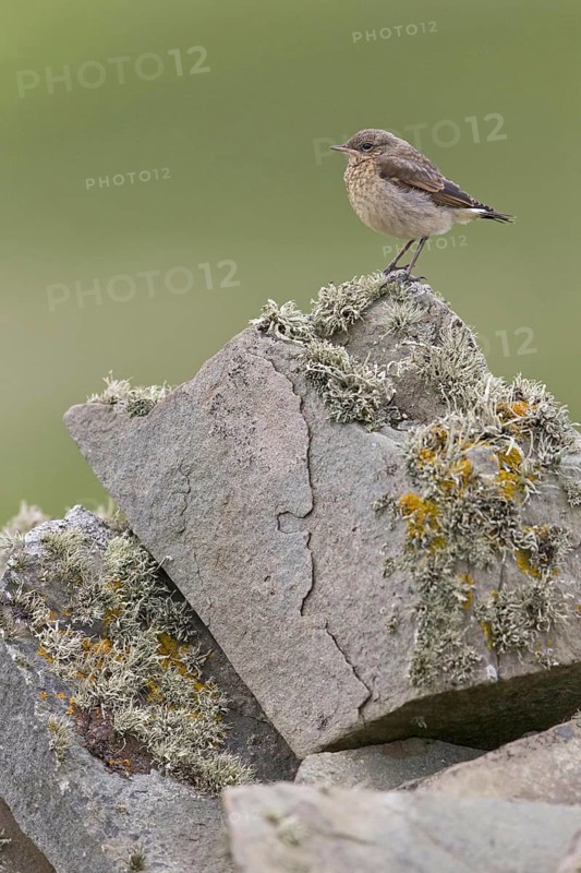 Northern northern wheatear