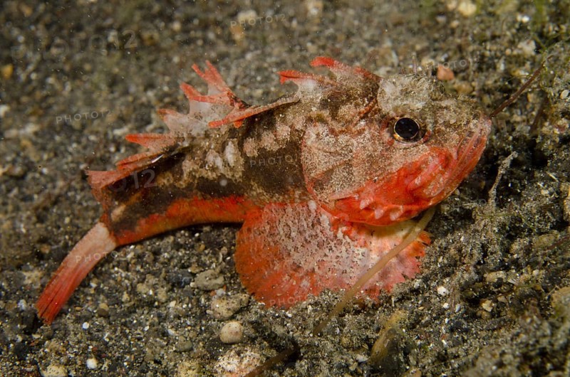 Adult whiteface waspfish