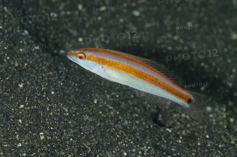 Hartzfeld's Wrasse