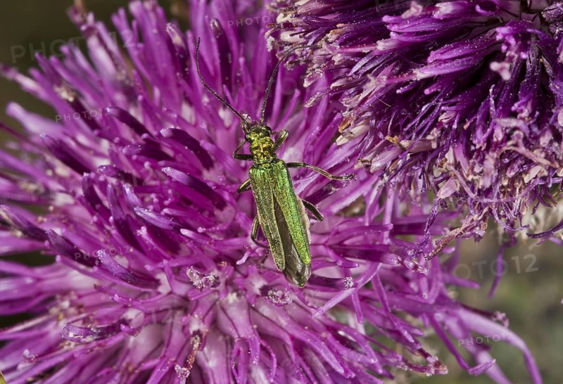 Green false flower beetle