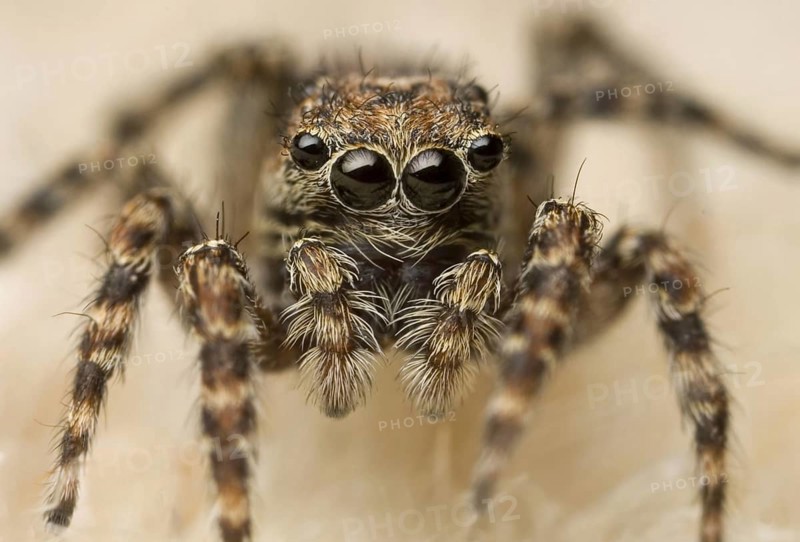 Jumping Spider