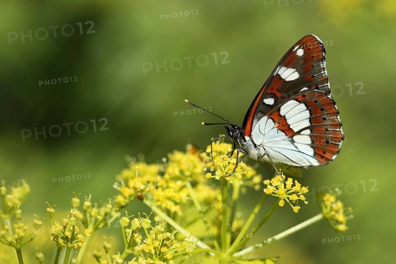 Southern White Admiral
