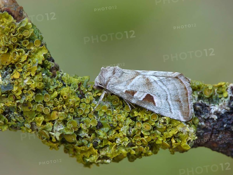 Silvery silvery gem