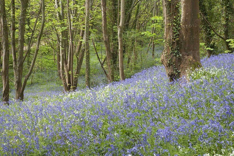 Endymion hyacinth