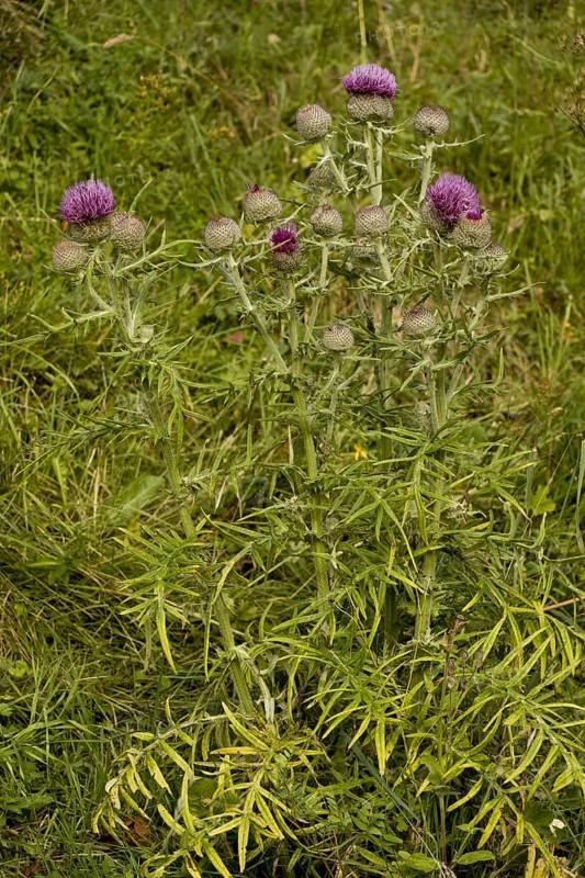 Woolly thistle