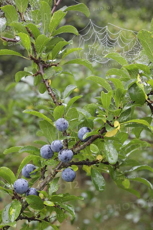 Blackthorn